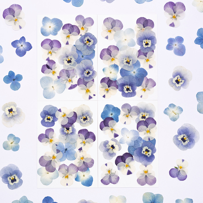 Candle Supply - 12 adet, Gerçek Viola Cornuta Preslenmiş