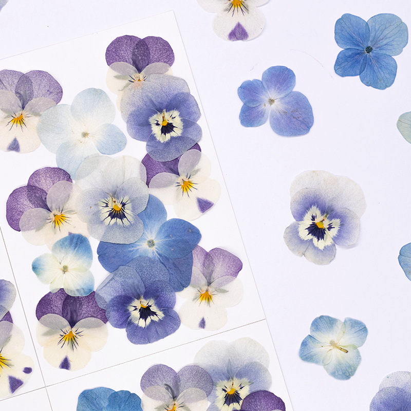 12 adet, Gerçek Viola Cornuta  - Candle Supply incelemesi ve fiyatı