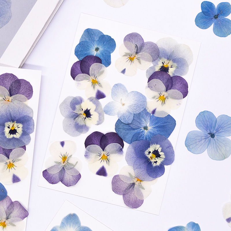 12 adet, Gerçek Viola Cornuta  - Candle Supply incelemesi ve fiyatı